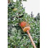 Teal Turtle Professional Apple Fruit Picker (Basket with Wooden Handle,