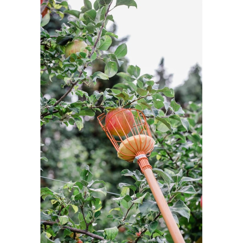 Teal Turtle Professional Apple Fruit Picker (Basket with Wooden Handle,