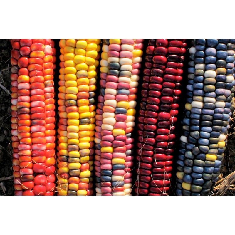 TomorrowSeeds - Painted Mountain Ornamental Corn (USDA Organic) Seeds -