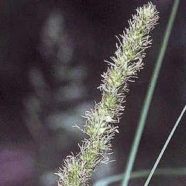 Everwilde Farms - 1000 Brown Fox Sedge Native Grass Seeds - Gold Vault Jumbo Seed Packet