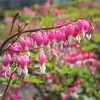Dicentra Spectabilis Seeds for Planting - 100 Bleeding Heart Seeds
