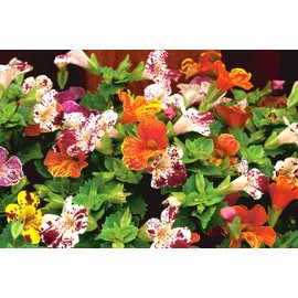 FUN AND GROW SEEDS: Seeds Mimulus Magic Ball Mix Monkeyflower Perennial Flowers