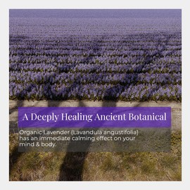 Silk Road Organic Lavender Essential Oil Roll On, USDA Certified, Calming, Relaxation & Sleep - 10 ml Aromatherapy Roller