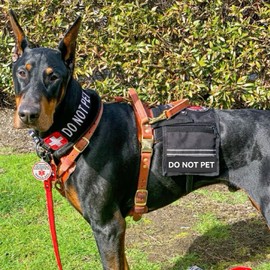 MYDEERYOO Do Not Pet Velcro Patch 2 Pcs Service Id Dog Tag Do Not Pet Tag For Hook And Loop Patches Vests And Harnesses Or Collar (S)