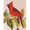 Northern Cardinal or Cardinal Grosbeak Audubon Print 15" x 11.5"