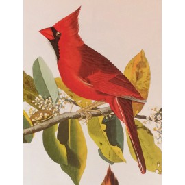 Northern Cardinal or Cardinal Grosbeak Audubon Print 15" x 11.5" Lithograph 395