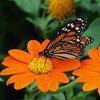 Outsidepride Orange Mexican Sunflower Plant Flower Seed - 1000 Seeds