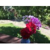 Freshcuts Ivy Geranium Four Colors 8 cuttings for rooting Pelargonium