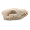 VOANZO Resin Fox Skull Model Replica, Dinosaur Tooth Skull Fossil,