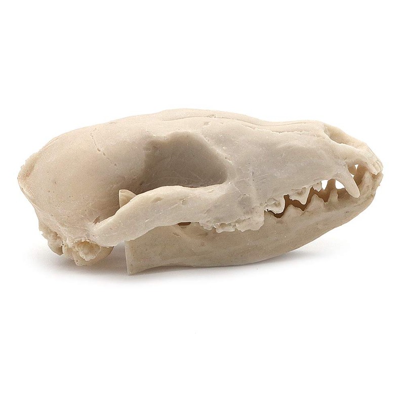 VOANZO Resin Fox Skull Model Replica, Dinosaur Tooth Skull Fossil,