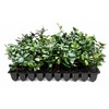 Star Jasmine | 10 Live Plants | Trachelospermum Jasminoides |