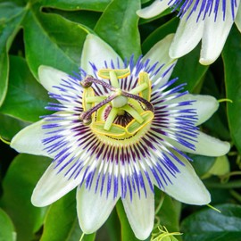 Eden Brothers Passiflora Seeds