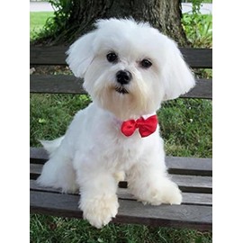 IPISSOI Maltese Dog DIY 5D Diamond Art Painting Kit for Adults Beginners, Dog Animal Diamond Painting, Animal DIY Diamond Arts Craft for Home Wall Decor Birthday Valentine's Day Gifts 16x12in