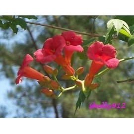 Red Orange Trumpet Creeper Hummingbird Vine - Campsus Radicans - 20 fresh seeds