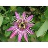 Passionfruit Mix 50+ Seeds Flowers Easy to Grow Planting