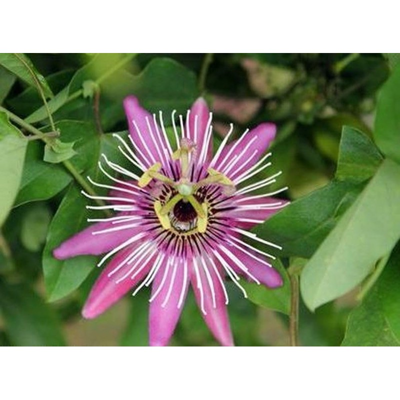 Passionfruit Mix 50+ Seeds Flowers Easy to Grow Planting