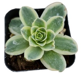 Rare Live Succulent Cactus Plants for Home Office Decor (2"Pot Vareigated Greenovia)