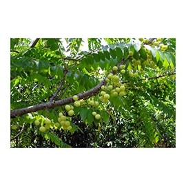 Phyllanthus Emblica Indian Gooseberry Seeds Indoor -Outdoor Gardening Red Flower