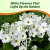 Outsidepride White Fairy Primrose Seeds - 1000 Pcs Perennial, Hardy,