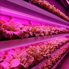 Barrina LED Grow Light, 252W(6 x 42W) 4ft T8, Full