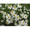 Fresh Herb Seed: Chamomile 1000+ seeds Fresh Seed