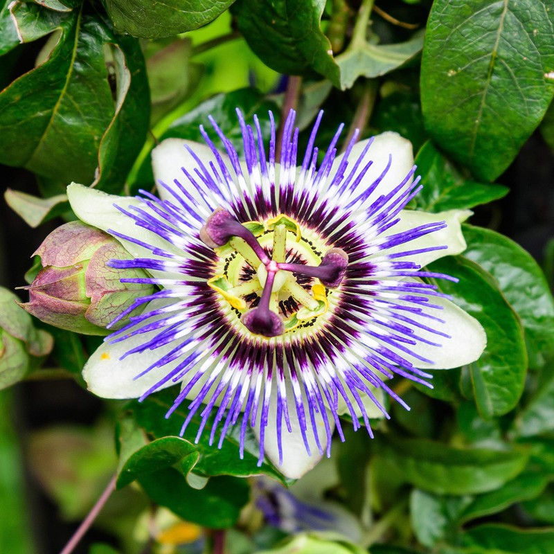 Outsidepride Passion Flower - 500 Seeds
