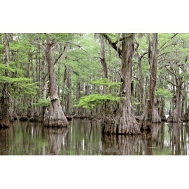 10 Southern Bald Cypress Tree Seeds (Taxodium distichum) - Hardy with Stunning Fall Colors