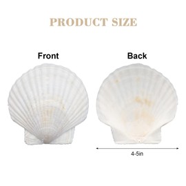 Dqwtb 10PCS Large Scallop Shells for Crafts 4''-5'' Natural Shells White Sea Shell for DIY Painting Baking Cooking Shells Serving Food for Beaching Wedding (10, 4''-5'')