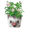 Seishin Pottery GD-85803 Home Garden, Easy Growing Kit, Mini Rose,