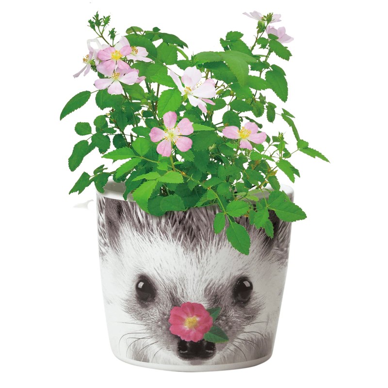 Seishin Pottery GD-85803 Home Garden, Easy Growing Kit, Mini Rose,