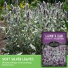 Lamb's Ear Seeds for Planting - 1 Packet with Instructions