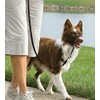 PetSafe Easy Walk Head Collar