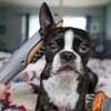 PAW WAVE Buzz Therapeutic Brush Vibration Pet Massager for Dogs