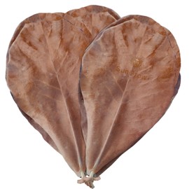 SunGrow Hermit Crab Large Indian Almond Leaves, Promotes Breeding, Dried Leaves for Added Humidity, Delicious Crab Treat and Source of Cellulose, 10-Pieces