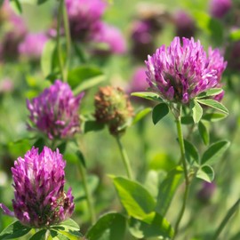 Outsidepride Outsidepride Perennial Red Clover Seeds - 2 lbs. Self-Seeding, Nitrocoated, Inoculated Clover Seeds for Lawn, Yard, Forage, Pasture, Hay, Nitrogen Fixation, Soil Improvement & Crop Rotation Programs