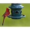 Squirrel Buster Plus Squirrel-proof Bird Feeder w/Cardinal Ring and 6
