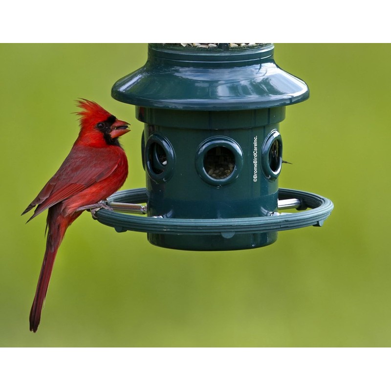 Squirrel Buster Plus Squirrel-proof Bird Feeder w/Cardinal Ring and 6