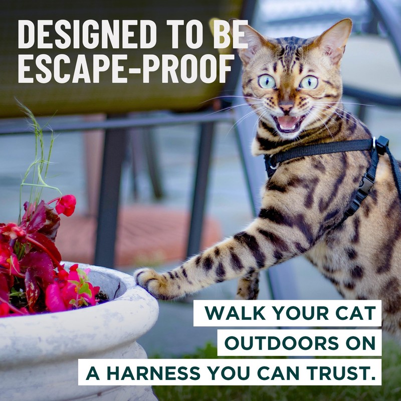 Houdini™ Escape Proof Cat Harness and Leash Set by OutdoorBengal