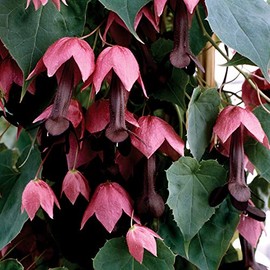 Park Seeds Rhodochiton Atrosanguineum Purple Bell Vine