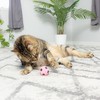 SPOT Sponge Soccer Ball Cat Toys - Interactive and Colorful