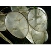 NIKA SEEDS - Seeds Silver Dollar Flowers (Money Plant) Lunaria