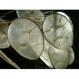 NIKA SEEDS - Seeds Silver Dollar Flowers (Money Plant) Lunaria Mix - 25 Seeds