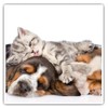 Square Stickers (Set of 2) 7.5cm - Sleepy Puppy &