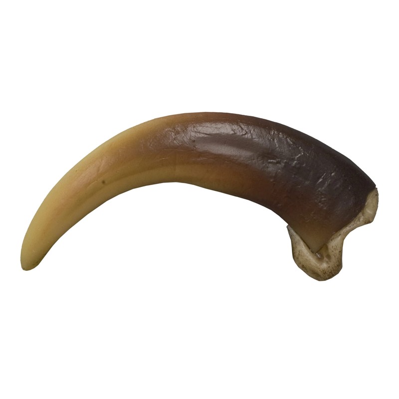 Skulls Unlimited Skulls Unlimited Grizzly Bear Claw, Large (9 cm)