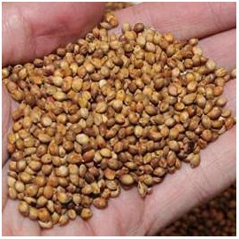 Egyptian Wheat Seed (25 lbs.)