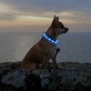 HIGO LED Dog Collar Light, USB Rechargeable Light Up Collars,