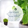 Live Aromatic and Edible Herb Assortment (Lemon Verbena, Eucalyptus, Mint,