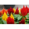 NIKA SEEDS - Seeds Flowers Plumed Cockscomb Giant Mix Multicolor
