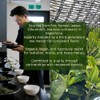 Midori Spring Organic Ceremonial Grade Matcha - Gold Blend