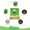Enchantmints Playful Dragon Musical Jewelry Box for Girls & Boys